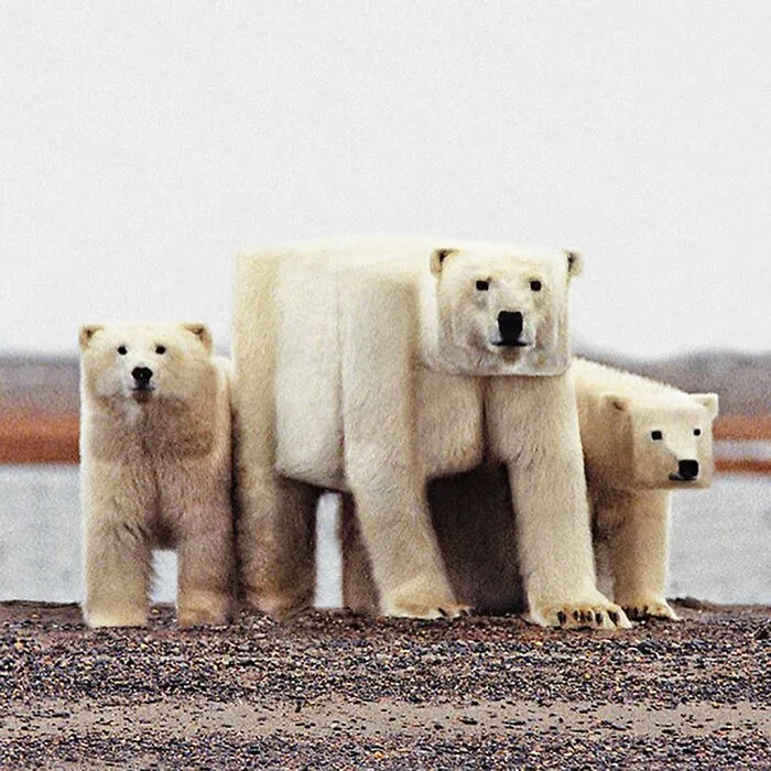 Artist Changes Animals To Be Shaped Like Cubes (24 New Pics)