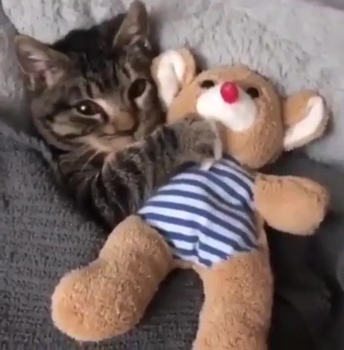 Kitty Getting Tucked In With Its Favorite Toy