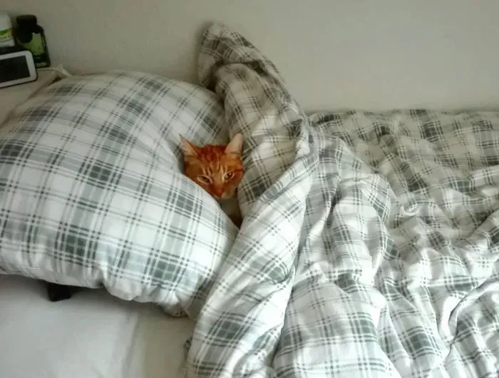 Forgot To Turn The Heating On In The Morning, Came Home To This