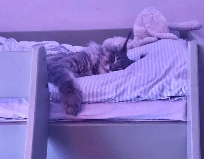 I Went To Tuck In My Daughter Only To Find This Kittycatcat Had Already Taken Her Place And Gone To Bed