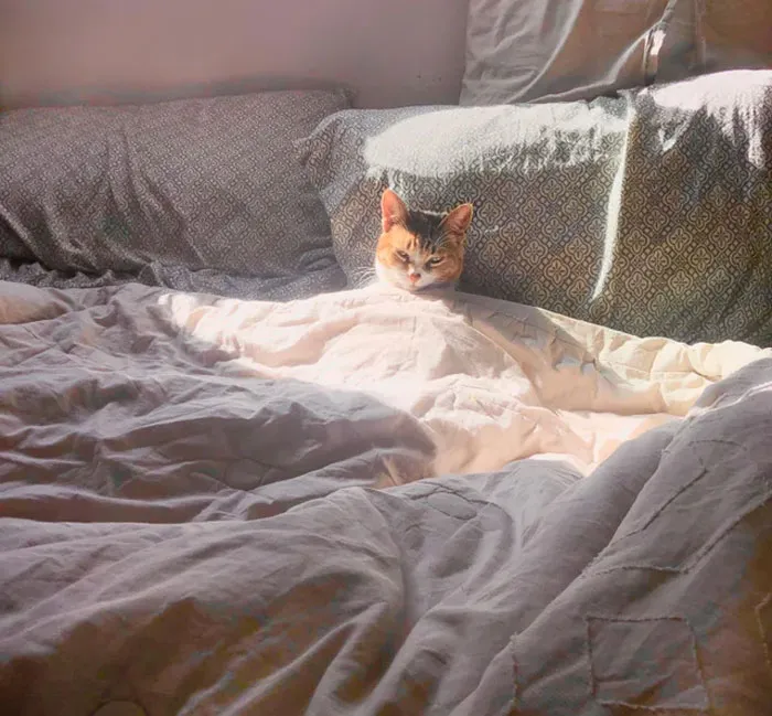 It’s Tuna’s Day Off. Please Do Not Disturb