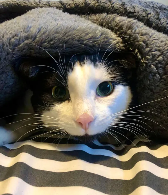 He Does This Every Time I Make The Bed