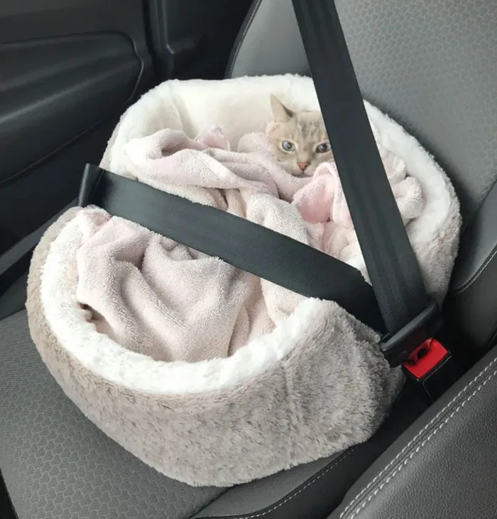 Cozy On The Way Home After A Teeth Cleaning!