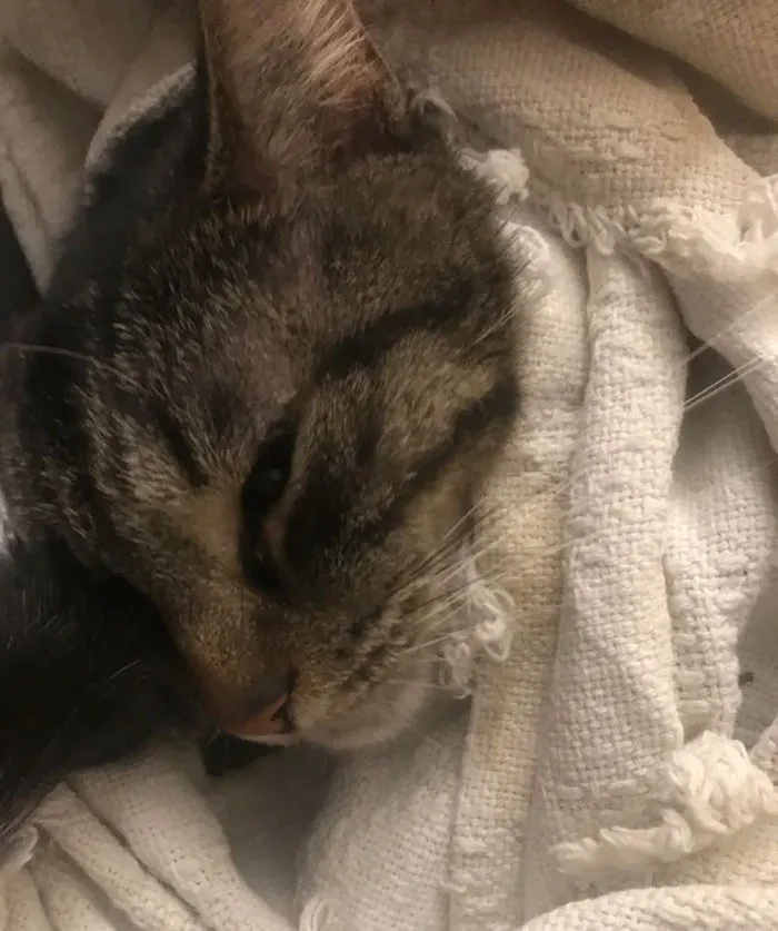 My Wife Is In The Nursing Home. I Pulled Her Ragged Blanket Off Her Bed. Ticat Misses Her. Me Too, Ti. Me Too