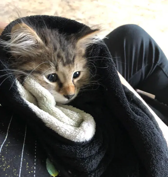 After A Bath Because She Knocked Over The Maple Syrup And Rolled Around In It