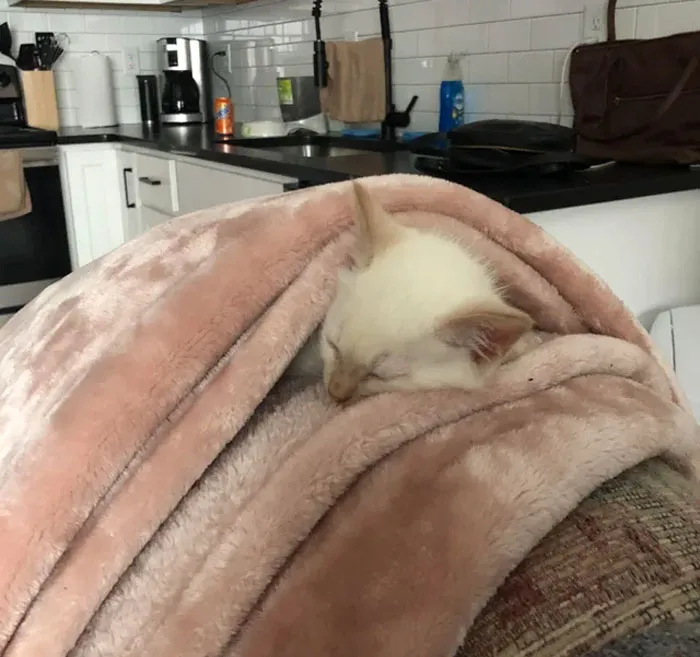 Thought I Had Lost My Kitten! I Looked Everywhere For Her, Calling Her Name For 15 Minutes. Turns Out, She Just Went And Tucked Herself Into My Blanket For A Little Cat Nap!! 🥰🥰