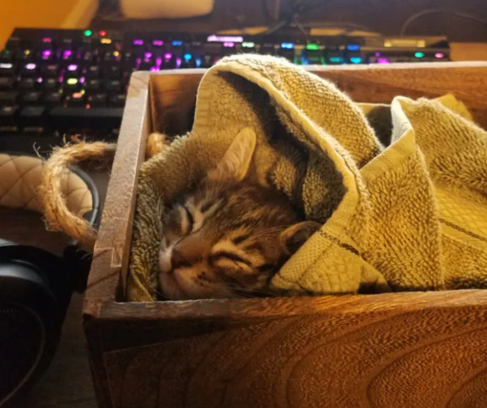Found This Little One In A Pvc Pipe In My Backyard. Now She Is Helping Me Win Vidya Games!