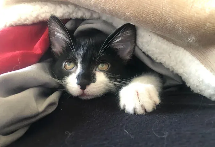 Woke Up To Him Pushing His Way Under The Covers, Then He Turned Around And Stuck His Little Head Out!
