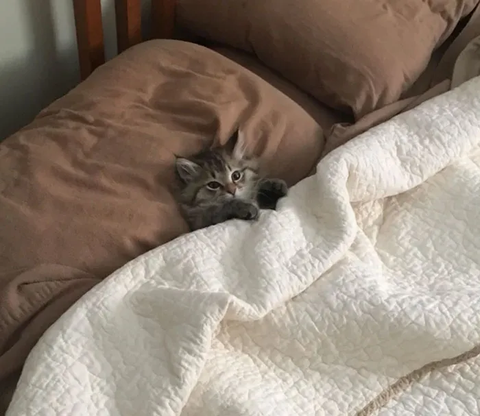 Illegally Smol Tucked In Kitten