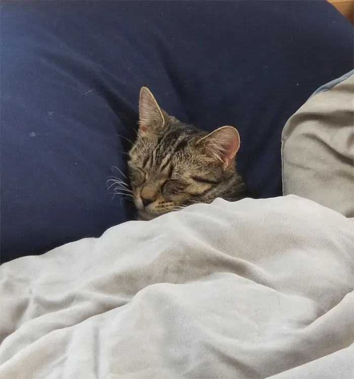 My Boyfriend Tucked Him In As A Joke. It's Been Over An Hour And He Still Hasn't Moved