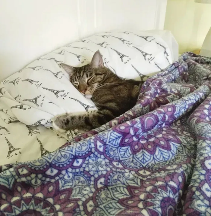 Tuna Sleeps Like A Hooman