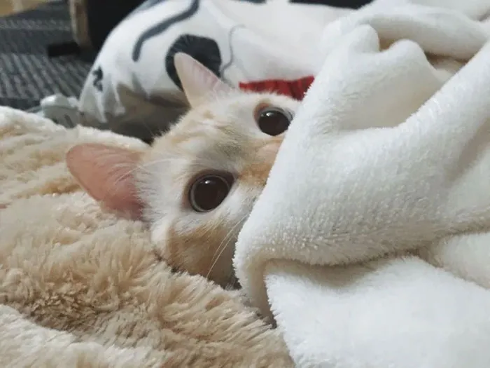 Cat Ready To Sleep. Goodnight Reddit