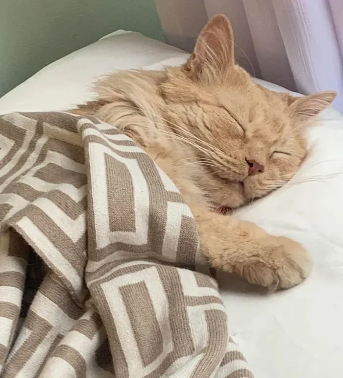 Popcorn Tucked In After A Long Hard Day Of Doing Nothing