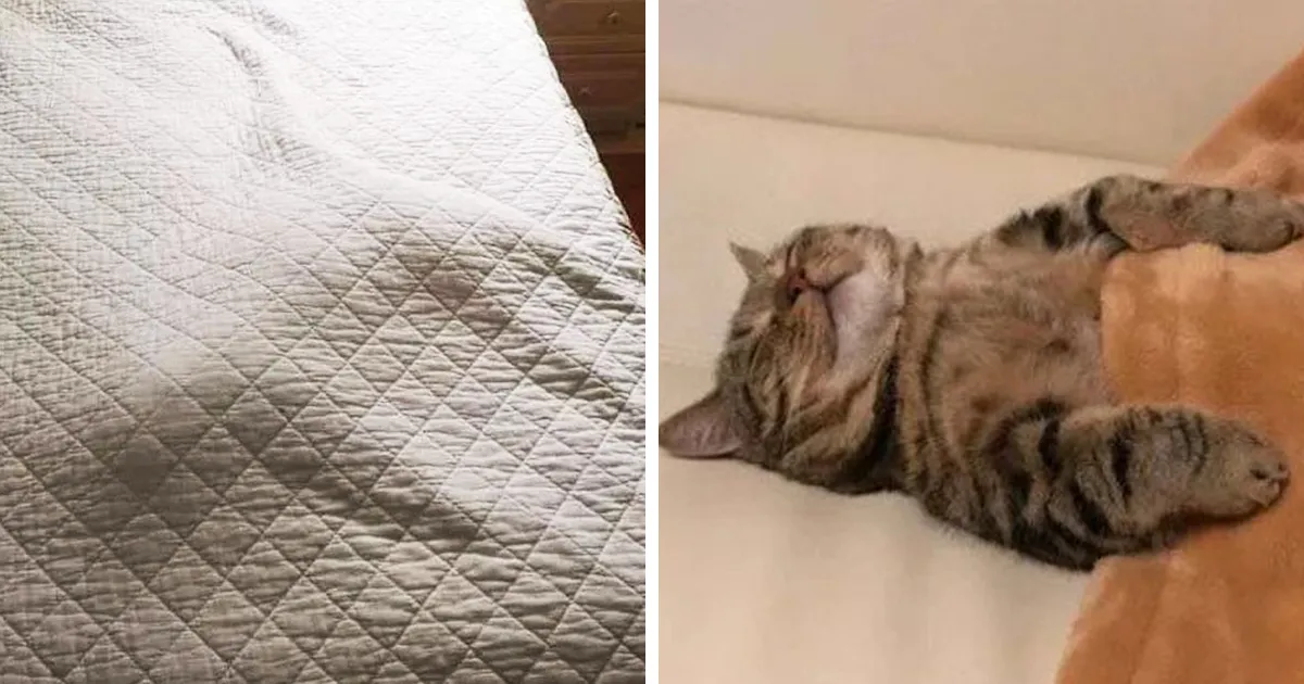 La gente de este grupo en línea compartió 40 de los gatitos arropados más adorables