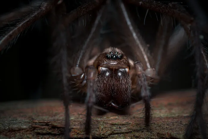 Intertidal Spider