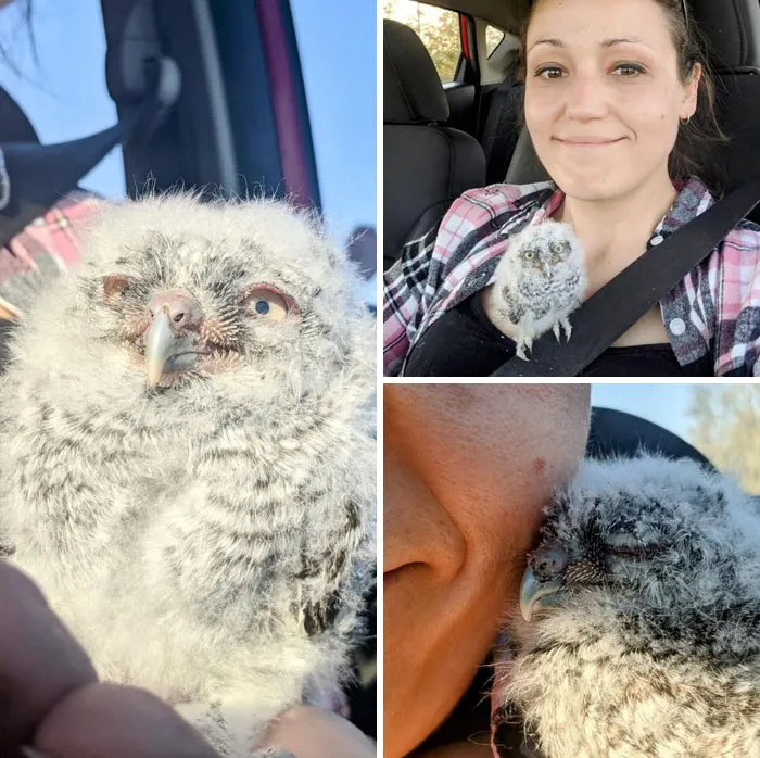 Se cayó de un árbol y lo perseguía un gato. Lo llevé a un centro de rehabilitación animal, pero no paraba de salir de la caja para acurrucarse