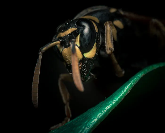 Paper Wasp