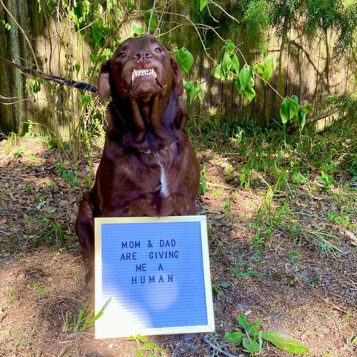 I Think He Did Great At Announcing Our Pregnancy