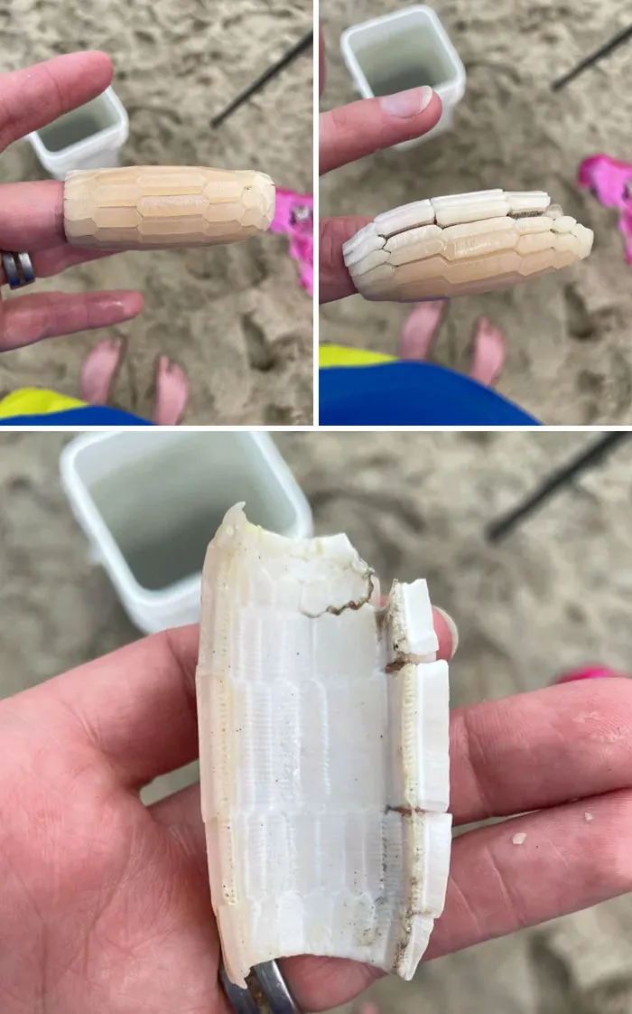 Encontré esta "concha" con forma de tubo de vidrio en una playa de Carolina del Norte, ¿alguna idea de lo que es?