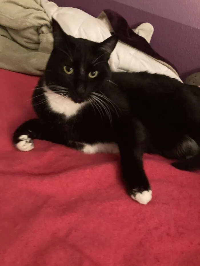 My Kitty Boy James Bond