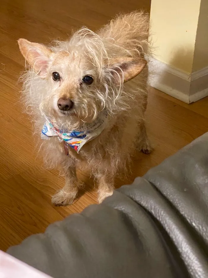 Woodrow! We Got Him As A Rescue When He Was 3. His First And Only Owner Dumped Him At The Shelter. They Called The Rescue, He Was Traumatized, And After 2 Years Of Hard Work And Training , He Is Now An Amazing And Wonderful Fur Baby, And The Light Of Our Lives!