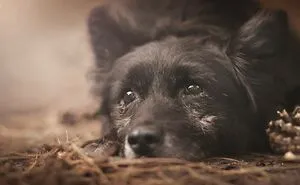 I Photograph Animals In Shades Of Brown (20 Pics)
