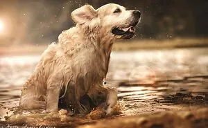 I Photograph Animals In Shades Of Brown (20 Pics)