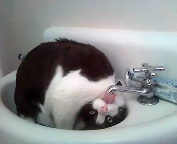 “Gato.exe ha dejado de funcionar”: esta cuenta de Instagram recopila divertidas imágenes de gatos rotos