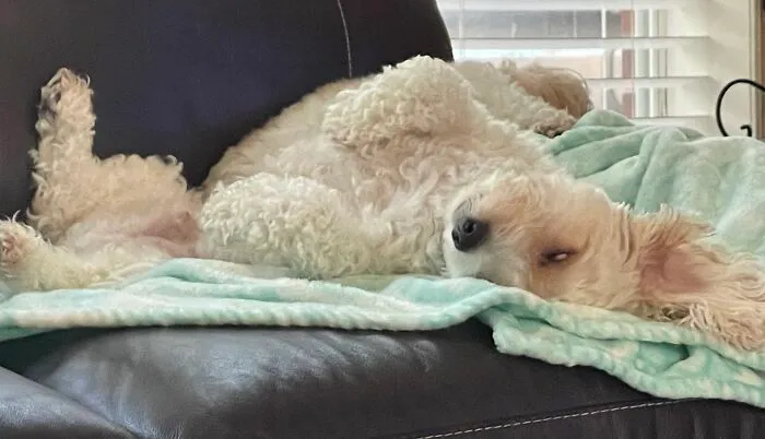 Demon Doggo