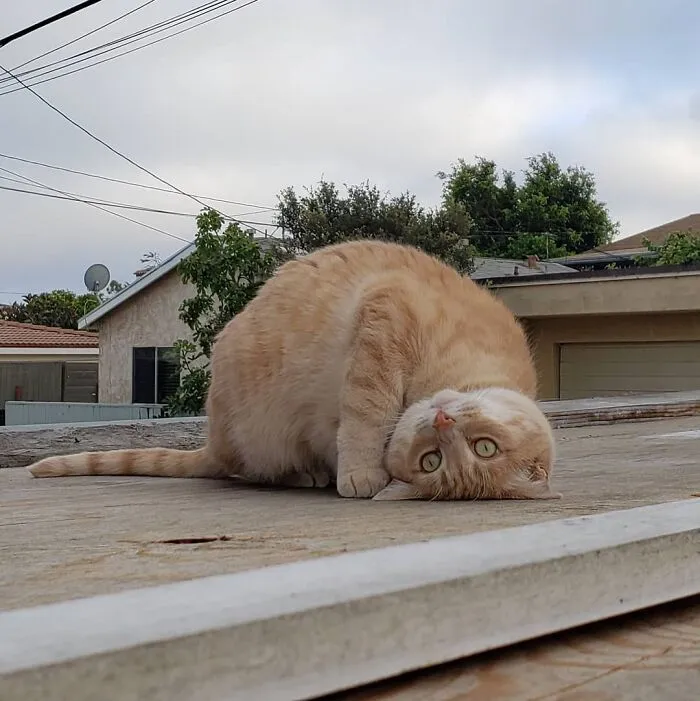 “Gato.exe ha dejado de funcionar”: esta cuenta de Instagram recopila divertidas imágenes de gatos rotos