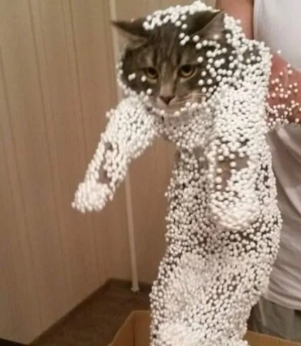 “Gato.exe ha dejado de funcionar”: esta cuenta de Instagram recopila divertidas imágenes de gatos rotos