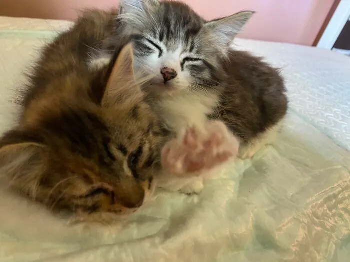 The Beans.