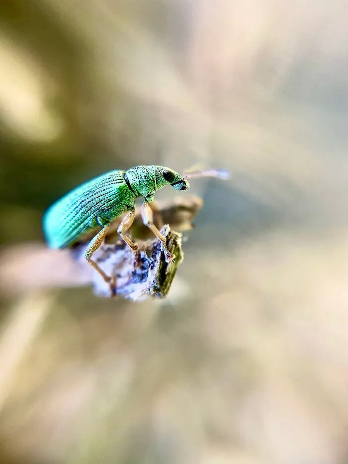 Garbage Bug - That's What My Kids Called It Since We Couldn't Find Out What It Was Exactly. Tiny Though. I’m Still Amazed That You Can Take Pictures Like This With A Smartphone (Plus A Small Macro Lense).
