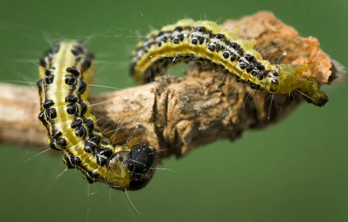 The Box Tree Moth
