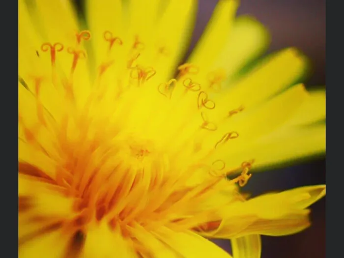 Dandelion