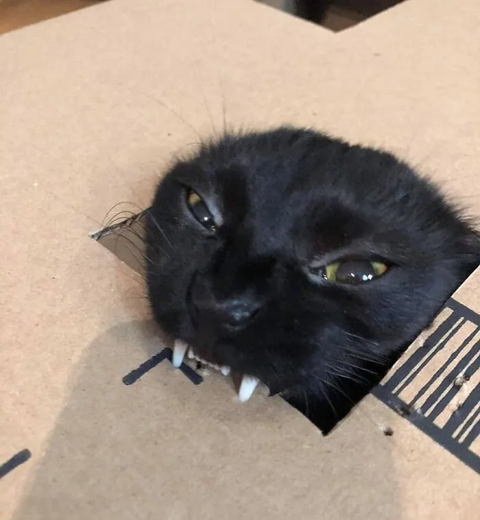 “Gato.exe ha dejado de funcionar”: esta cuenta de Instagram recopila divertidas imágenes de gatos rotos