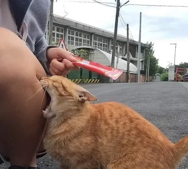 “Gato.exe ha dejado de funcionar”: esta cuenta de Instagram recopila divertidas imágenes de gatos rotos
