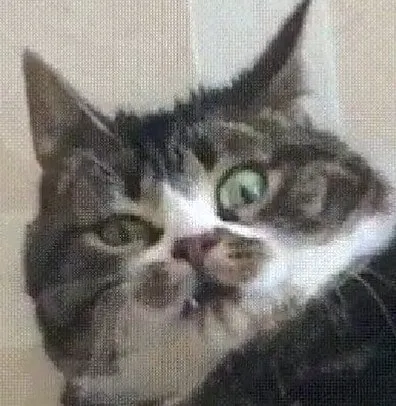 “Gato.exe ha dejado de funcionar”: esta cuenta de Instagram recopila divertidas imágenes de gatos rotos