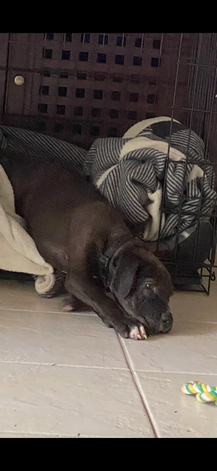 He’s A Big Puppy Now But This How Small He Was When We Picked Him From The Rescue Centre