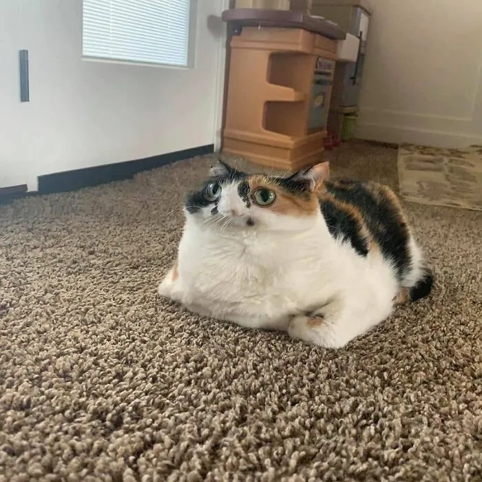 “Gato.exe ha dejado de funcionar”: esta cuenta de Instagram recopila divertidas imágenes de gatos rotos