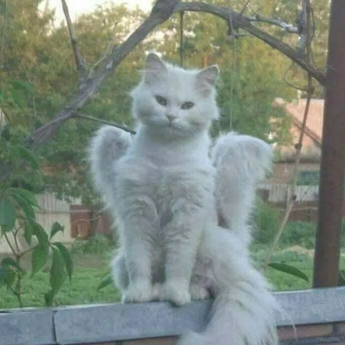 “Gato.exe ha dejado de funcionar”: esta cuenta de Instagram recopila divertidas imágenes de gatos rotos