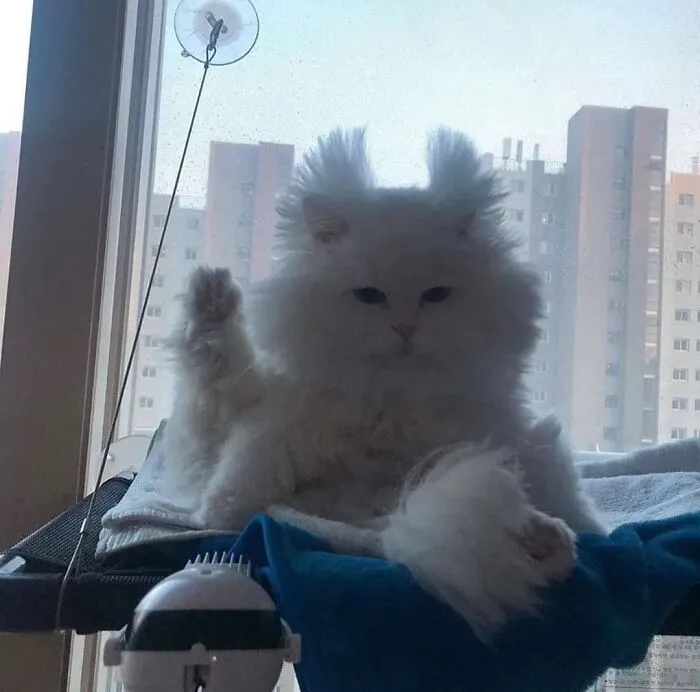 “Gato.exe ha dejado de funcionar”: esta cuenta de Instagram recopila divertidas imágenes de gatos rotos