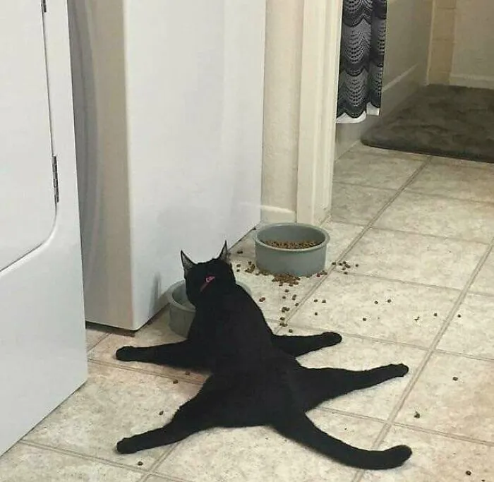 “Gato.exe ha dejado de funcionar”: esta cuenta de Instagram recopila divertidas imágenes de gatos rotos