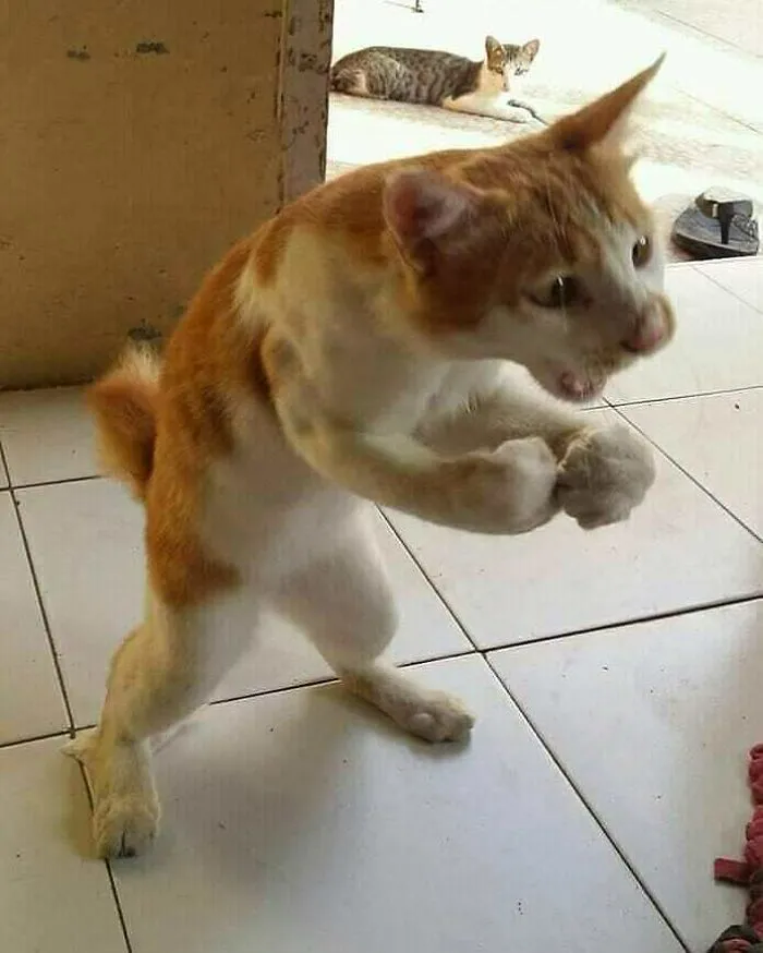 “Gato.exe ha dejado de funcionar”: esta cuenta de Instagram recopila divertidas imágenes de gatos rotos