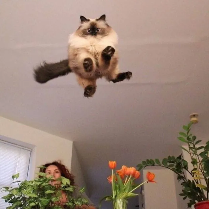 “Gato.exe ha dejado de funcionar”: esta cuenta de Instagram recopila divertidas imágenes de gatos rotos