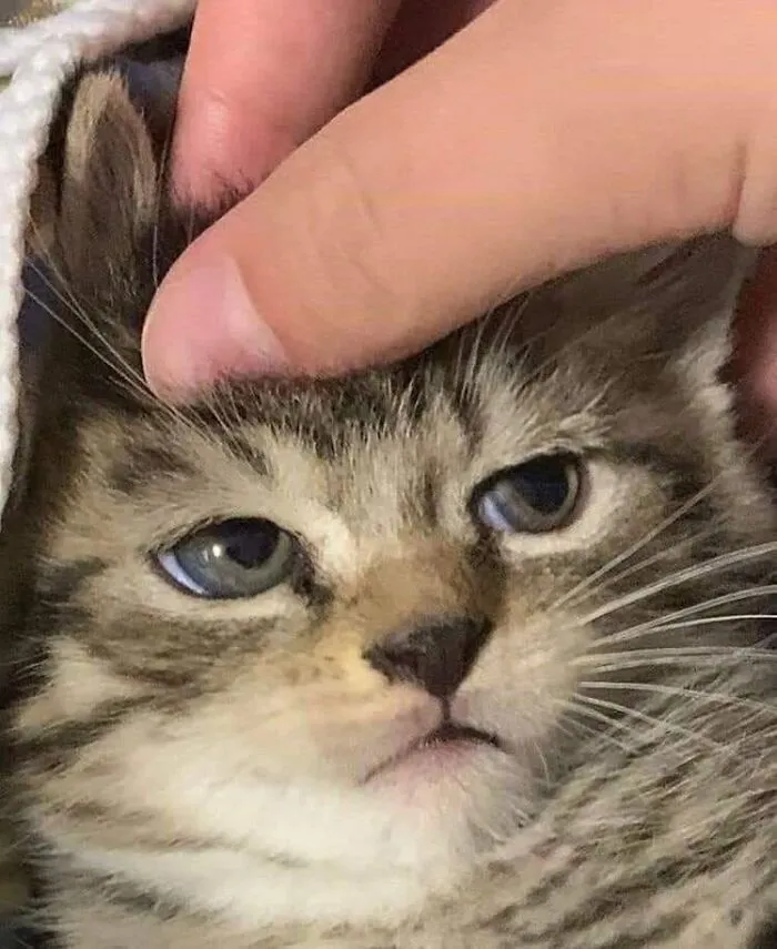 “Gato.exe ha dejado de funcionar”: esta cuenta de Instagram recopila divertidas imágenes de gatos rotos