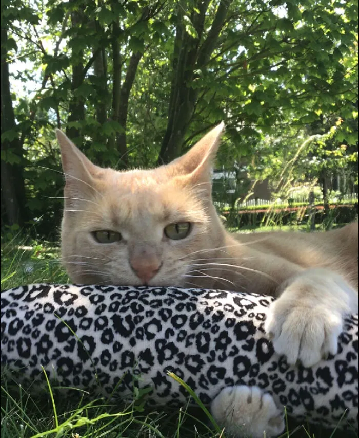 This Is My Cat, Belos (Named After Emperor Belos Form The Owl House!)