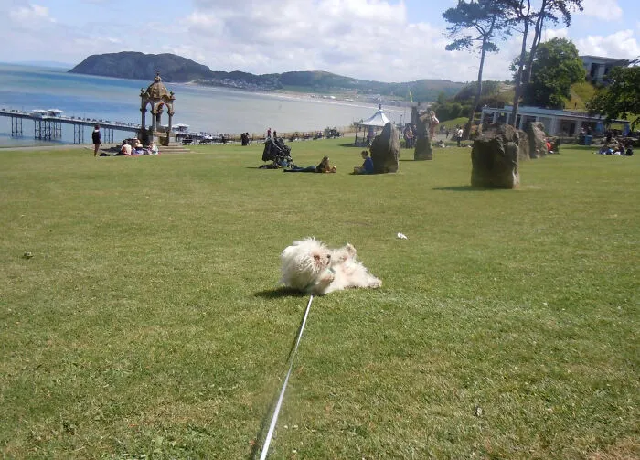 My Dog Rolling Down A Hill In The Park Going ‘Wheeeeeeeeee!’