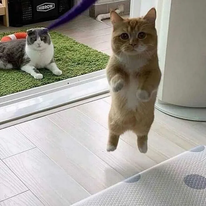 “Gato.exe ha dejado de funcionar”: esta cuenta de Instagram recopila divertidas imágenes de gatos rotos