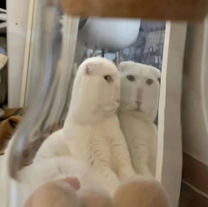 “Gato.exe ha dejado de funcionar”: esta cuenta de Instagram recopila divertidas imágenes de gatos rotos